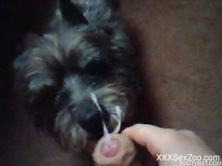 Home scenes in POV showing little dog licking cock
