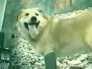 Retro babe gets to suck a dog's cock after getting pounded